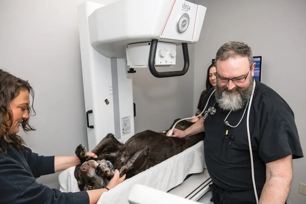 Dog receiving digital X-ray imaging from the veterinary team at Walkersville Veterinary Clinic.