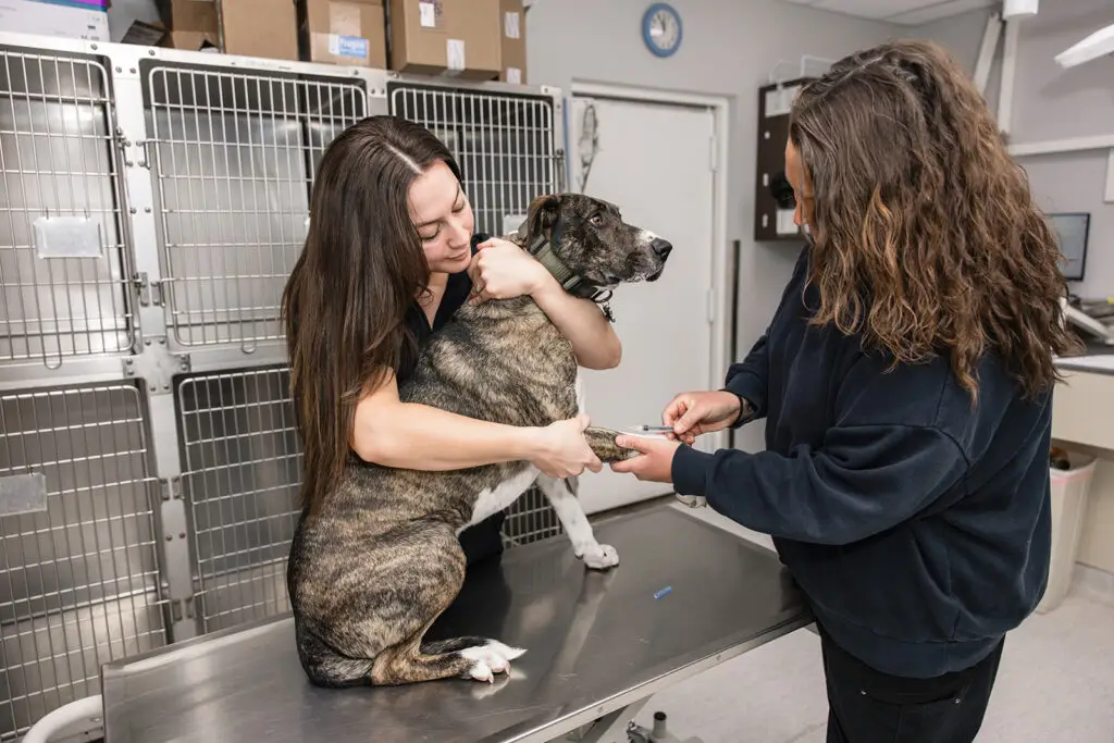 Dog receiving a vaccination from the veterinary team at Walkersville Veterinary Clinic.